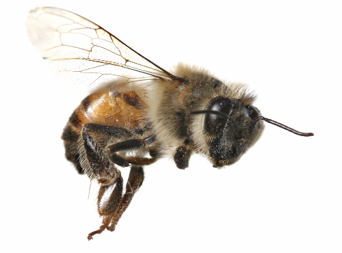 bee | Writers In The Storm