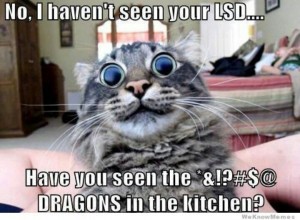 Funny-Cat-Meme-Work-13