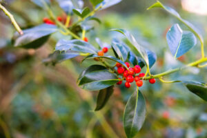 Photo of holly plant with smooth leaves