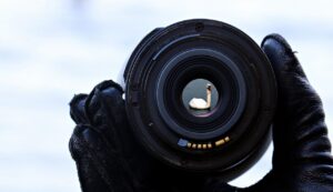 lake, water, focus, lens, swan, nature, waters, hand, animal, perspective, look through the lens, photography, focus, focus, focus, focus, focus, lens