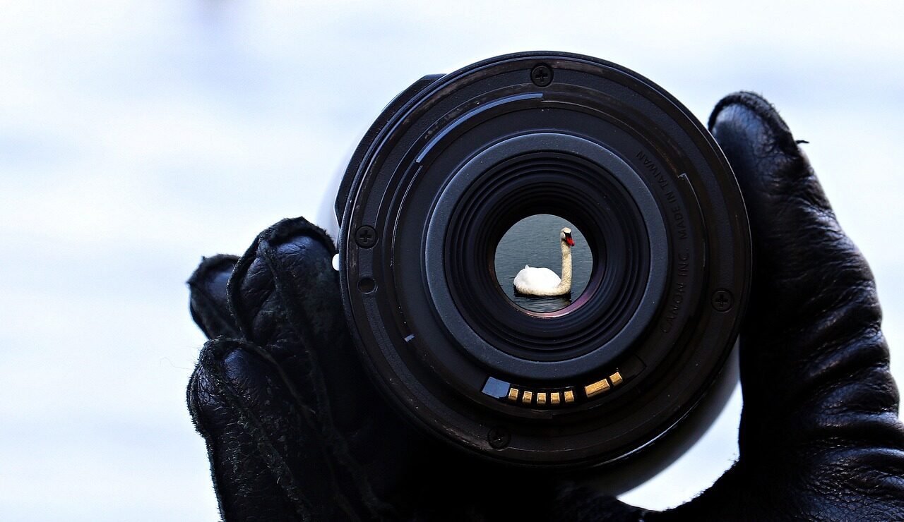 lake, water, focus, lens, swan, nature, waters, hand, animal, perspective, look through the lens, photography, focus, focus, focus, focus, focus, lens